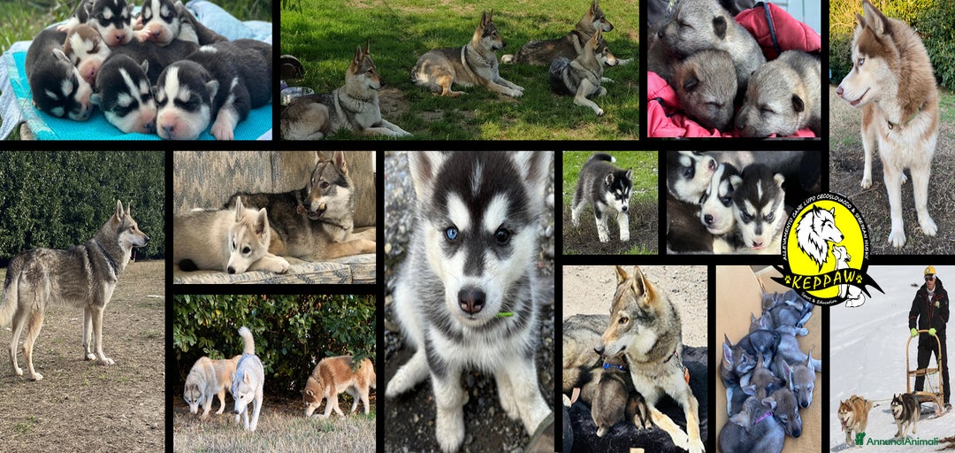 Immagine della galleria {{count}}