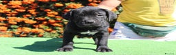 Cane Corso cani in vendita: Cuccioli di Cane Corso con Pedigree - Annuncio 3