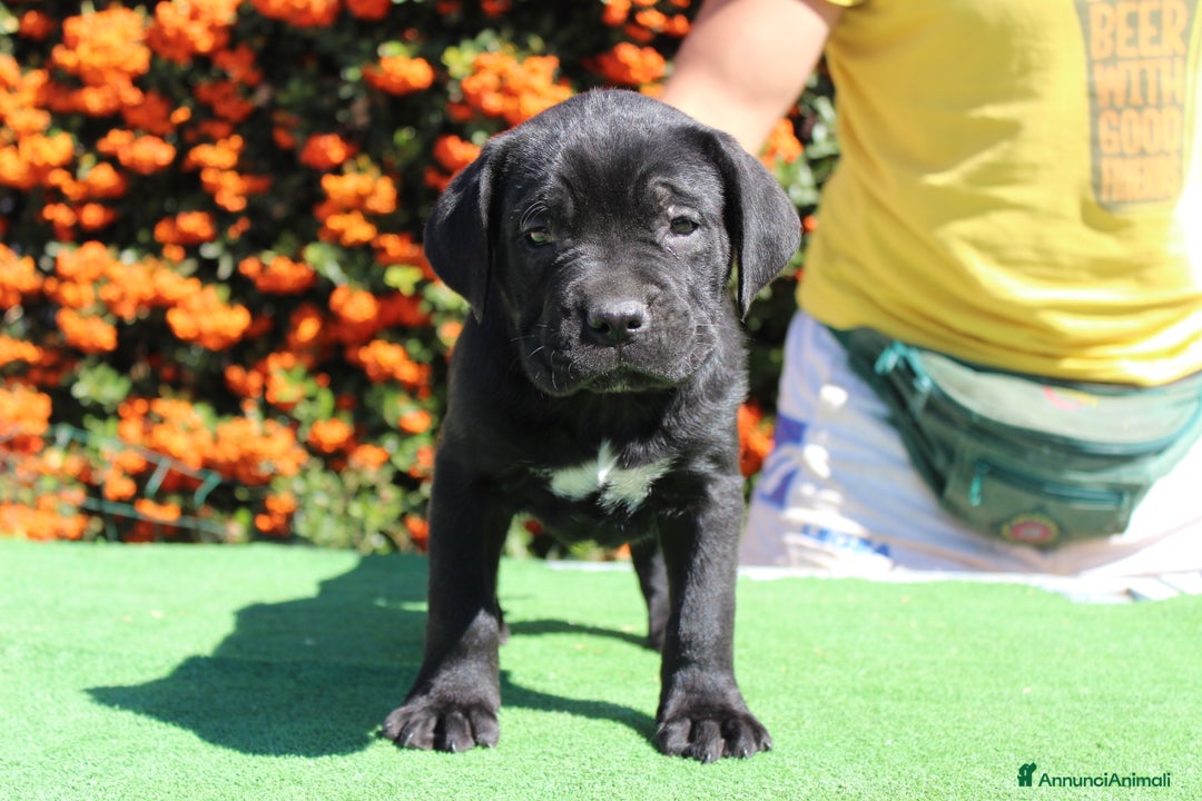 Cane Corso cani in vendita: Cuccioli di Cane Corso con Pedigree - Annuncio 3