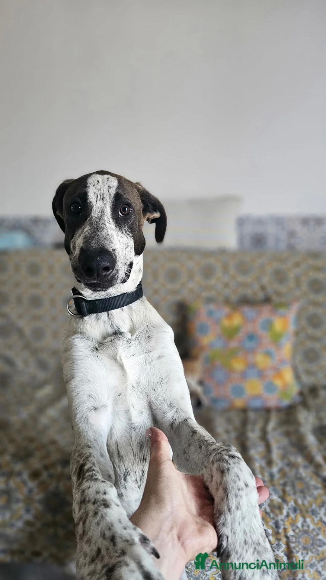 Meticcio cani in regalo: Noah meticcio  in adozione a Libero consorzio comunale di Trapani - Annuncio 1