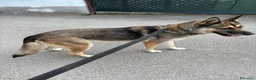 Meticcio cani in vendita: Splendida incrocio Husky/Pastore Tedesco a Provincia di Reggio Emilia - Annuncio 3