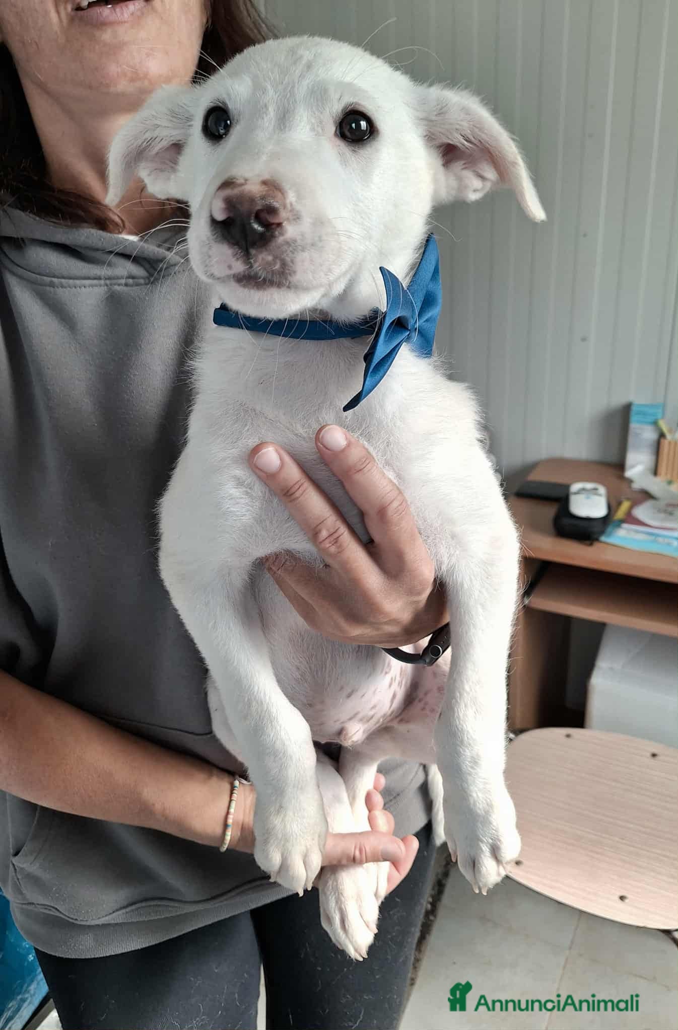 Altre razze cani Dalton ed Erik in adozione - Annuncio 34