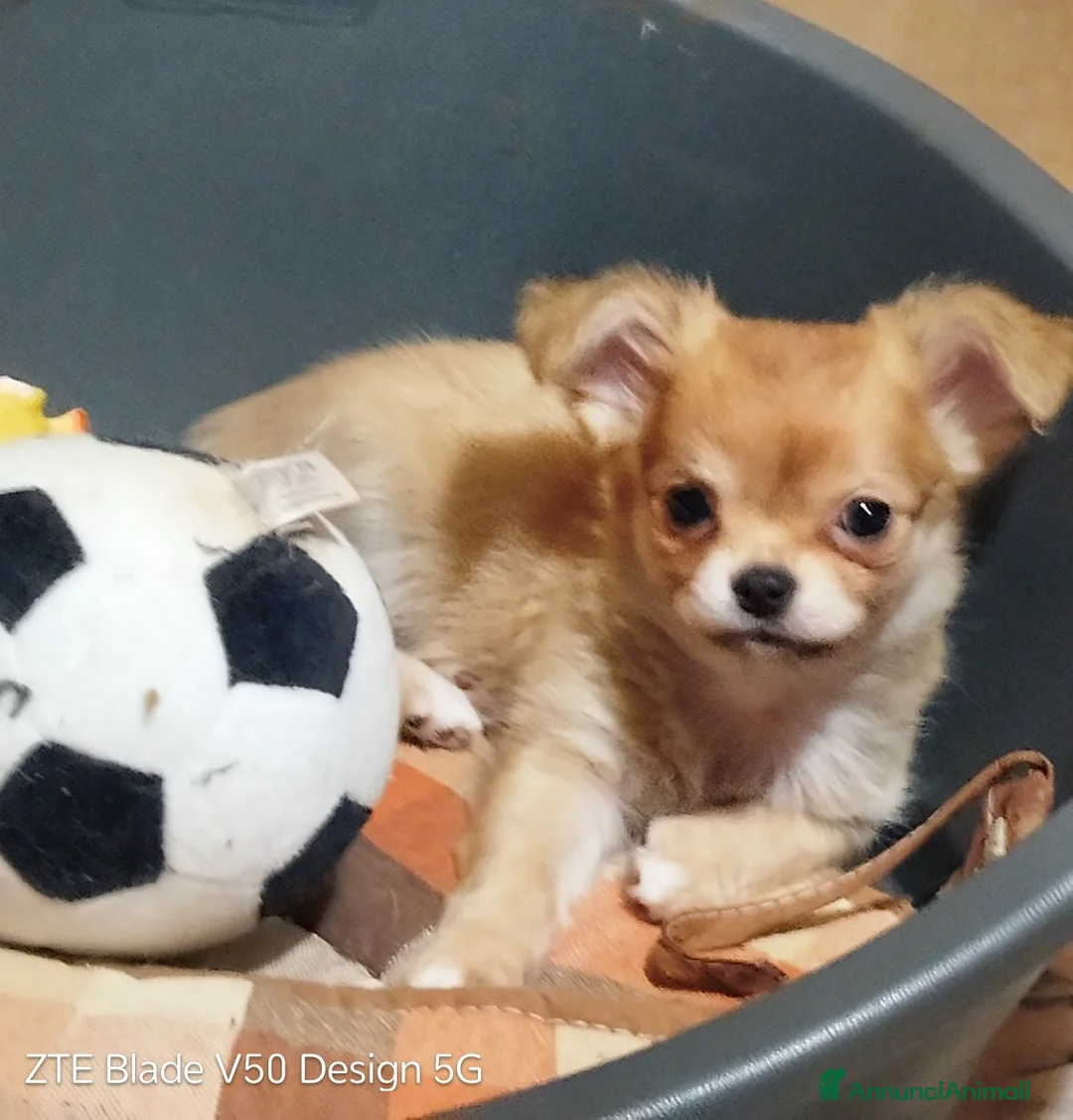 Chihuahua cani in vendita: Cuccioli chihuahua - Annuncio 1