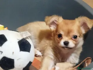 Chihuahua cani Cuccioli chihuahua - Annuncio 1