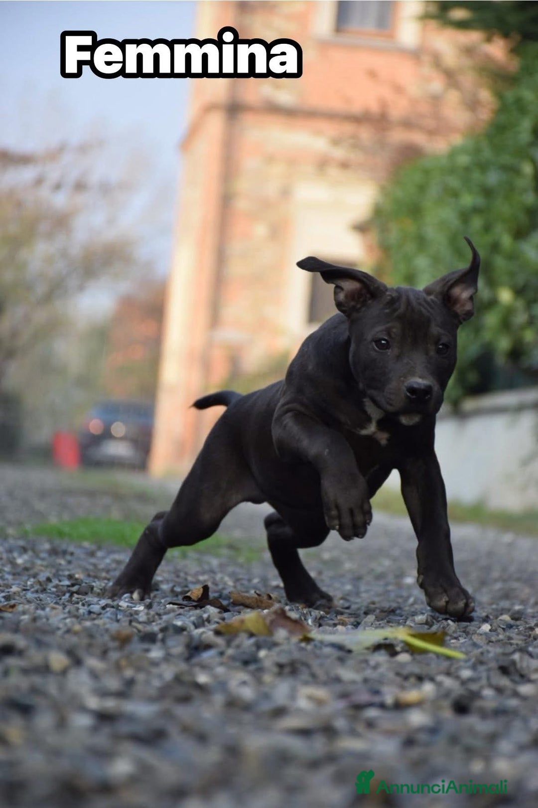 Pitbull cani in vendita: Allevamento professionale propone anche a rate - Annuncio 1