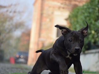 Pitbull cani Allevamento professionale propone anche a rate - Annuncio 1