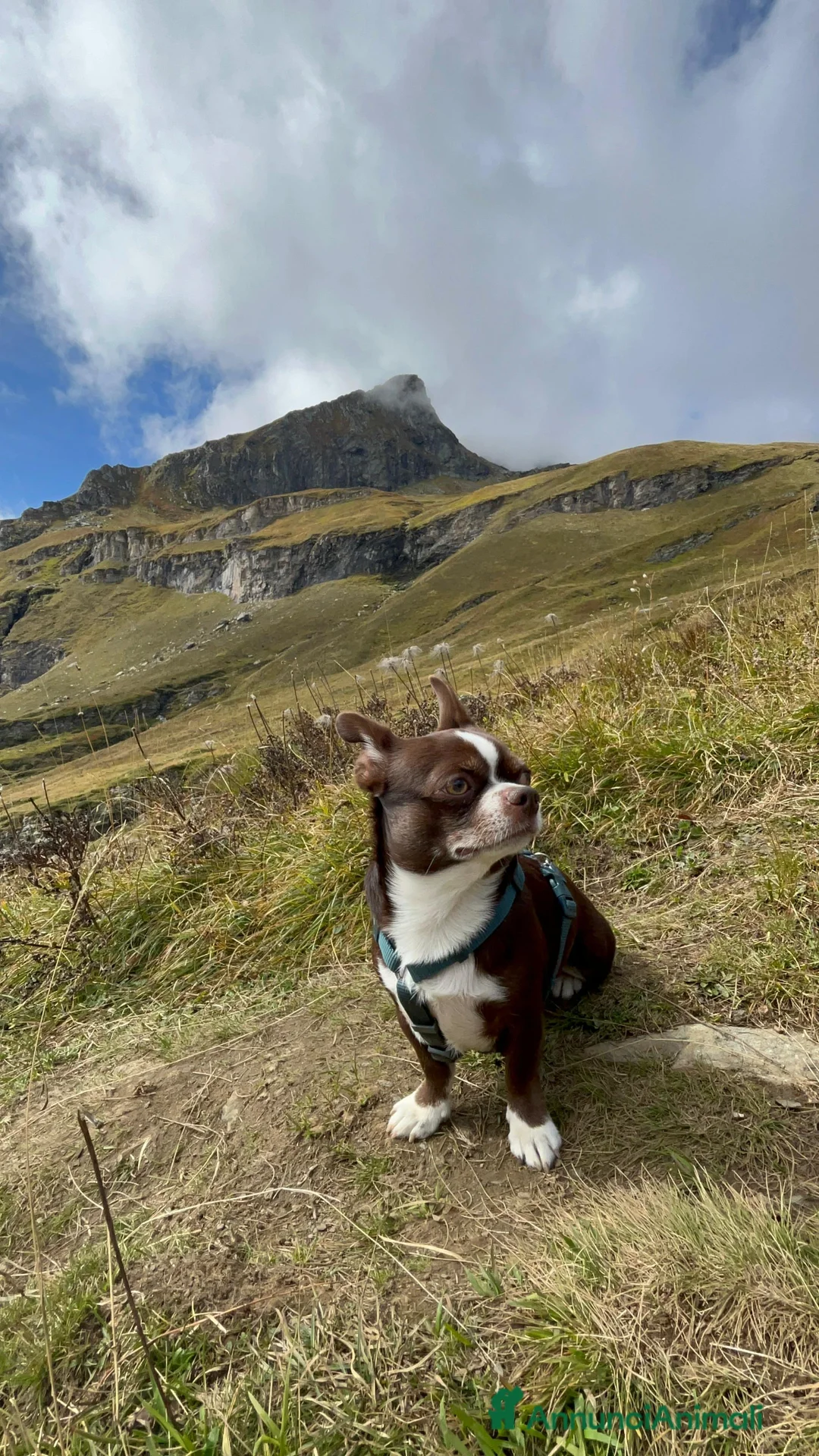Chihuahua cani per accoppiamento: Cerco Femmina per monta  a Città metropolitana di Milano - Annuncio 1