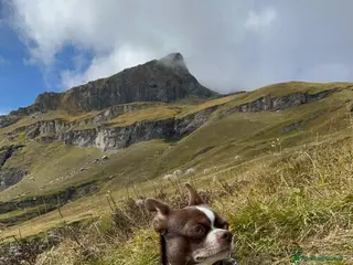Chihuahua cani Cerco Femmina per monta - Annuncio 8
