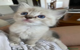 Ragdoll gatti in vendita: Cuccioli ragdoll disponibili  a Provincia di Como - Immagine 3