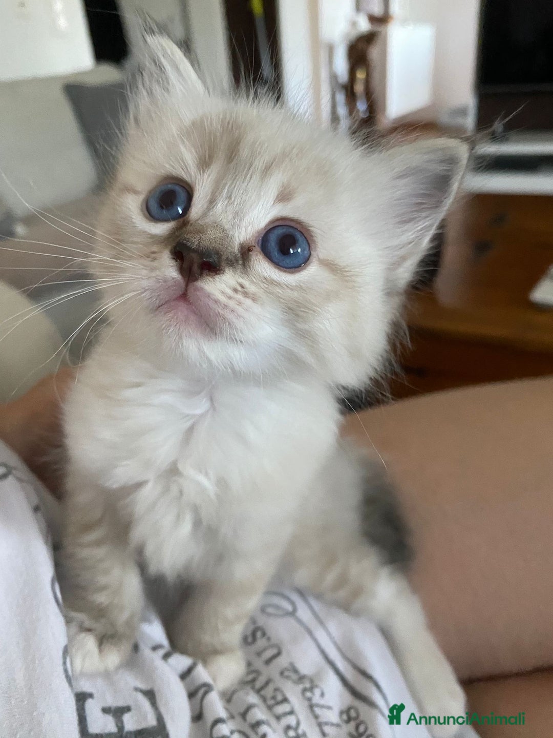 Ragdoll gatti in vendita: Cuccioli ragdoll disponibili  a Provincia di Como - Immagine 3