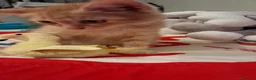 Meticcio gatti in regalo: Joy tutta vita  - Annuncio 4