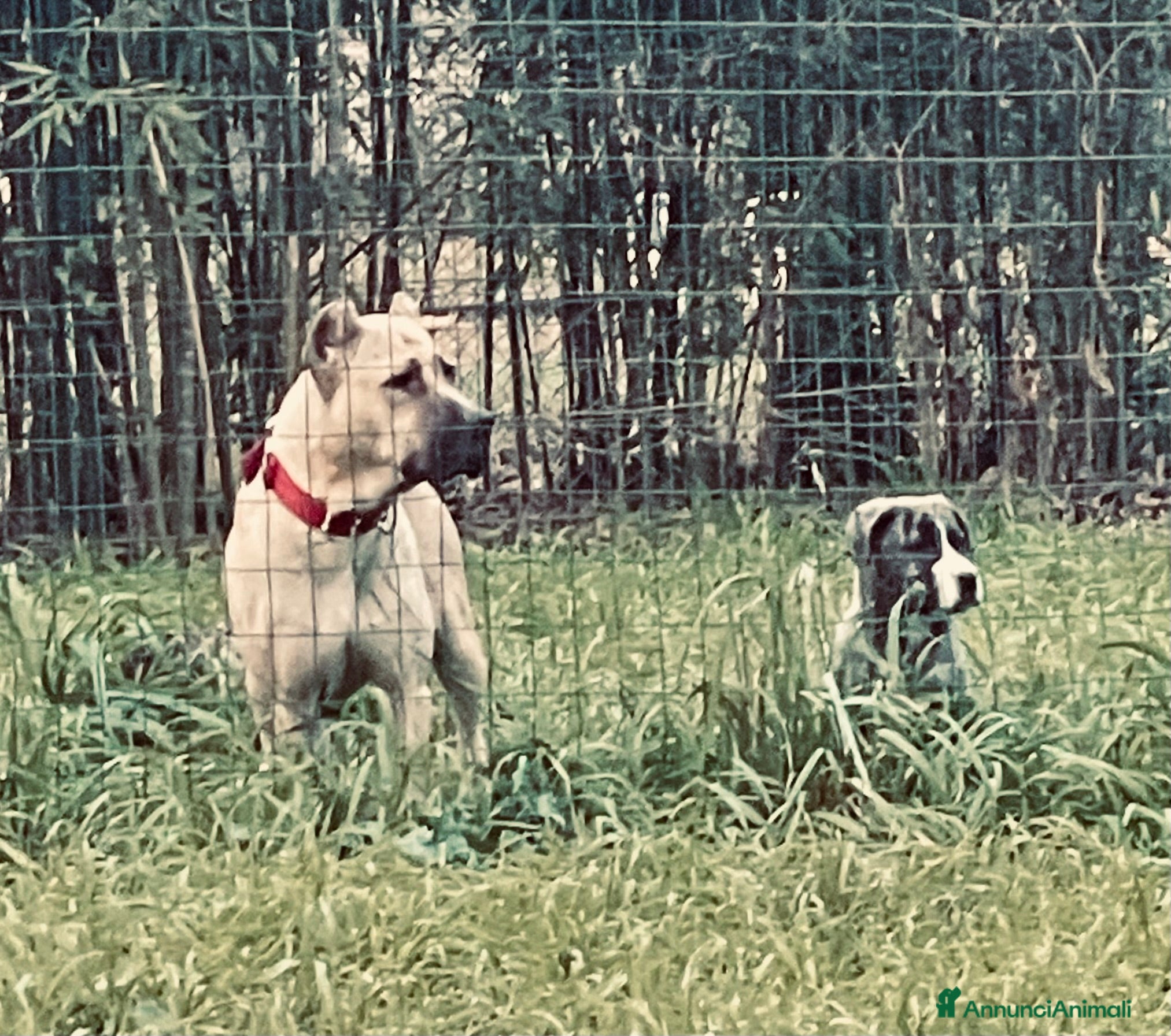 Cane Corso cani Cuccioli di Cane Corso D Élite  - Annuncio 1