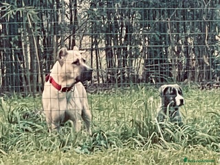 Cane Corso cani Cuccioli di Cane Corso D Élite - Annuncio 3