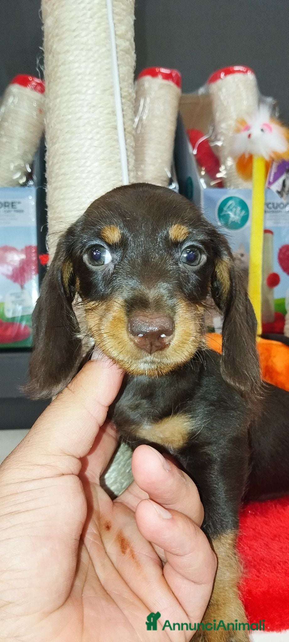 Bassotto cani in vendita: Bassotto  - Annuncio 2