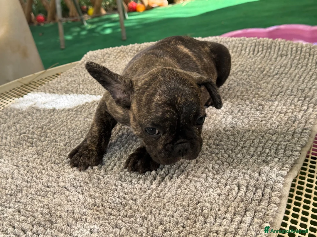 Bulldog Francese cani in vendita: Bulldog francese tigrato  - Annuncio 10