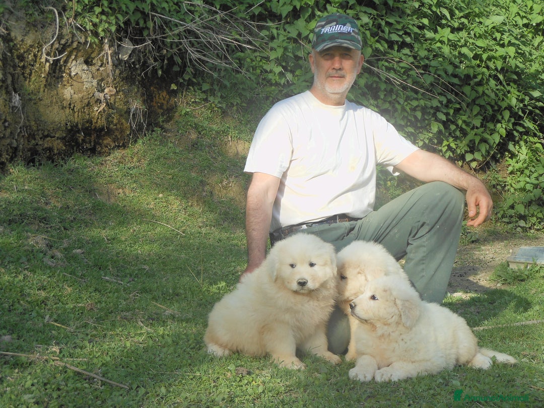 Pastore Maremmano cani in vendita: cuccioli di pastore maremmano abruzzese  - Annuncio 15