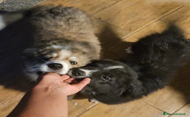 Meticcio cani a Provincia di Varese - Annuncio 13