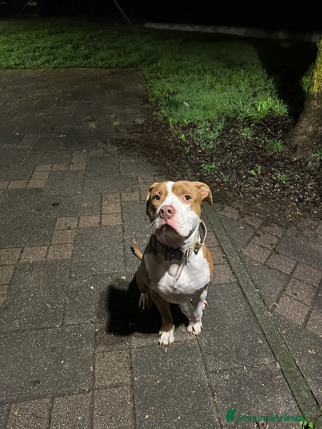 Pitbull cani in regalo: Biggy - Annuncio 1