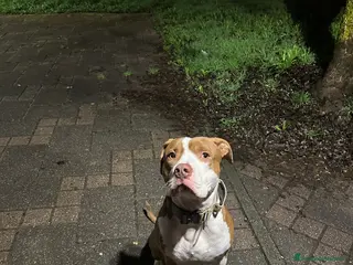 Pitbull cani Biggy - Annuncio 1