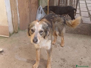 Meticcio cani PERLA affettuosa e giocherellona - Annuncio 2