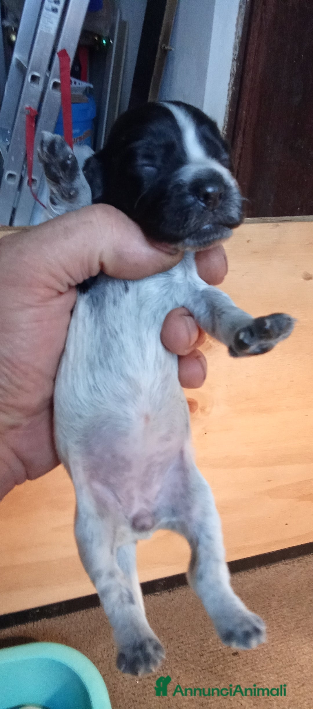 Cocker cani in vendita: Cuccioli di cocker spaniel  - Annuncio 5