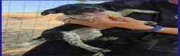 Meticcio cani in regalo: INCOLLA TENERA CUCCIOLOTTA - Annuncio 10