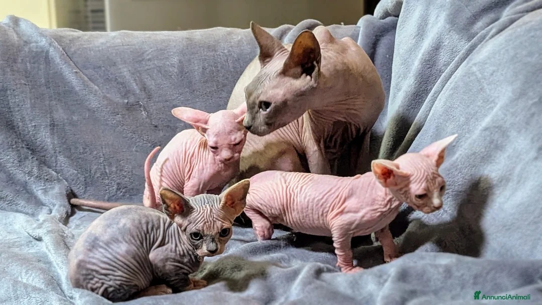 Sphynx gatti in vendita: Gattino  Canadian Sphynx (Maschietto) - Annuncio 2