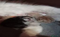 Siberiano gatti in vendita: Sberiano a Provincia di Varese - Immagine 6