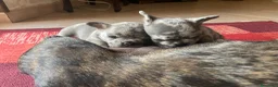 Bulldog Francese cani in vendita: Cucciolo Bulldog Francese - Annuncio 10