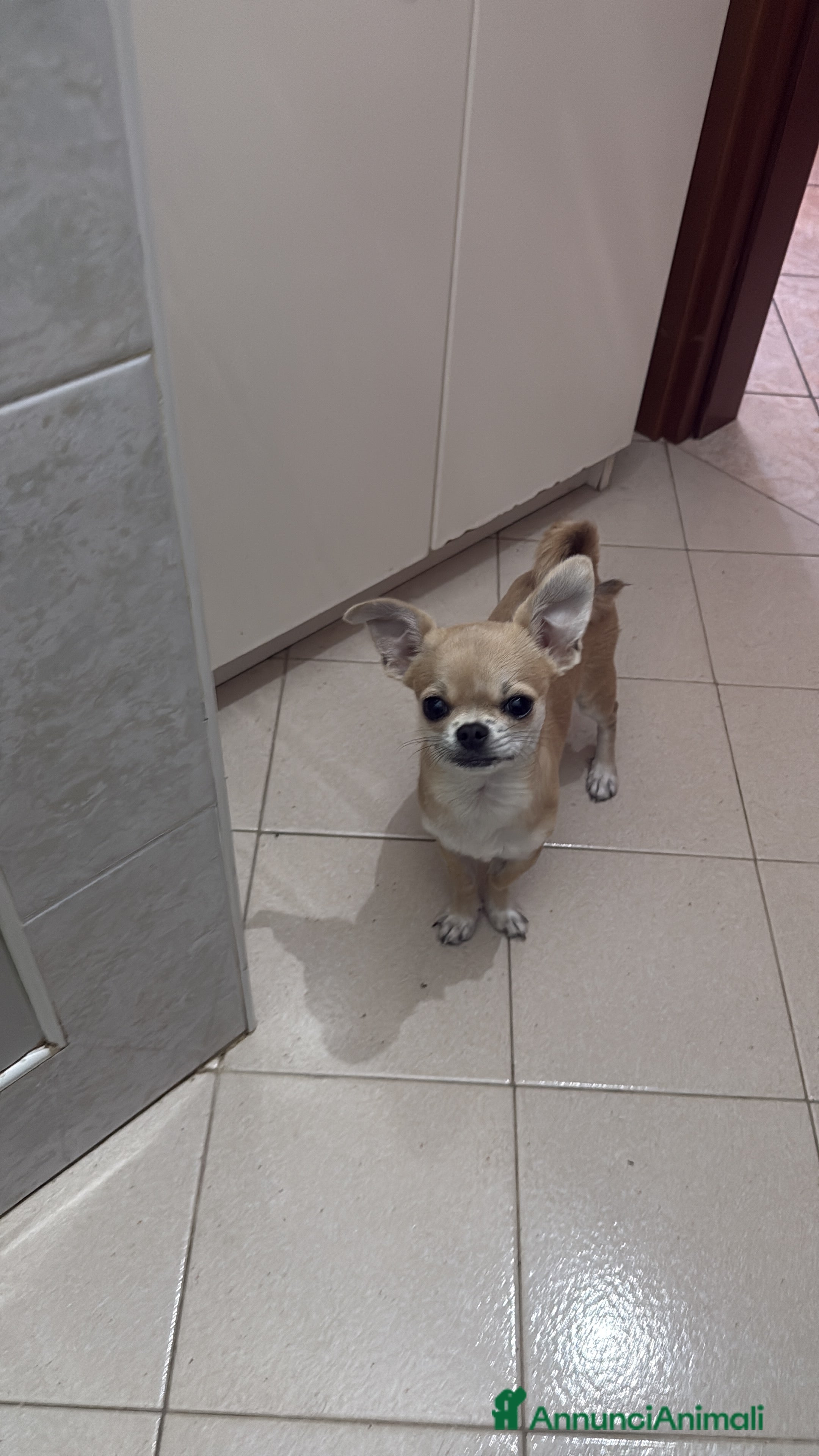 Chihuahua cani Cerco femmina per accoppiamento  a Provincia di Varese - Annuncio 2