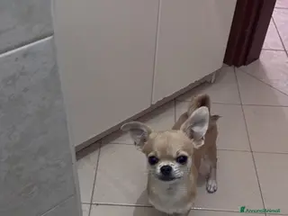 Chihuahua cani Cerco femmina per accoppiamento a Provincia di Varese - Annuncio 2