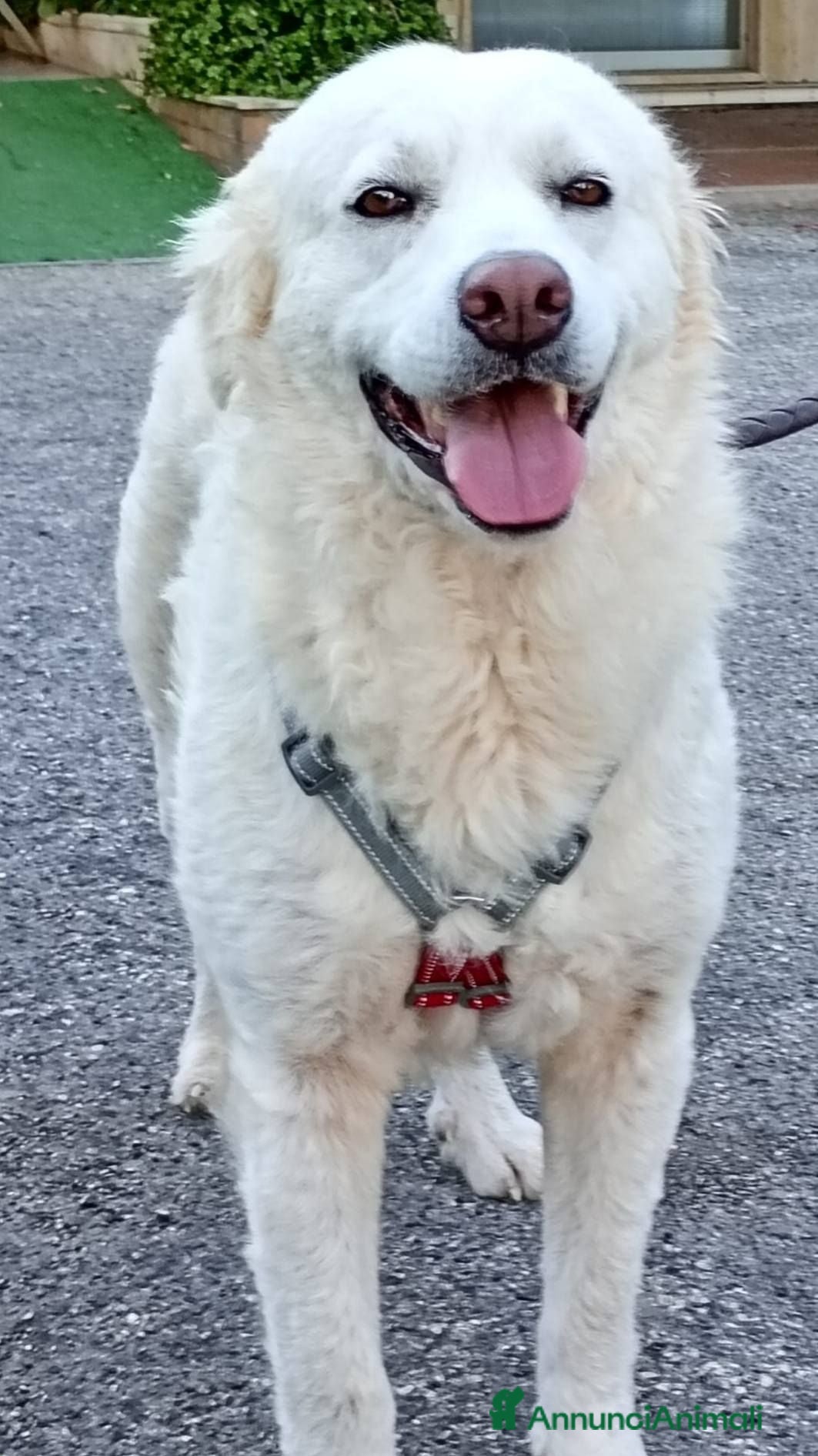 Meticcio cani Fatima dolcissima e bravissima con tutti - Annuncio 34