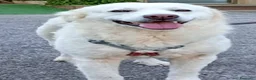 Meticcio cani in regalo: Fatima dolcissima e bravissima con tutti a Città Metropolitana di Firenze - Annuncio 1
