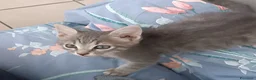 Altre razze gatti in vendita: Gattino (Padre Certosino) - Annuncio 2
