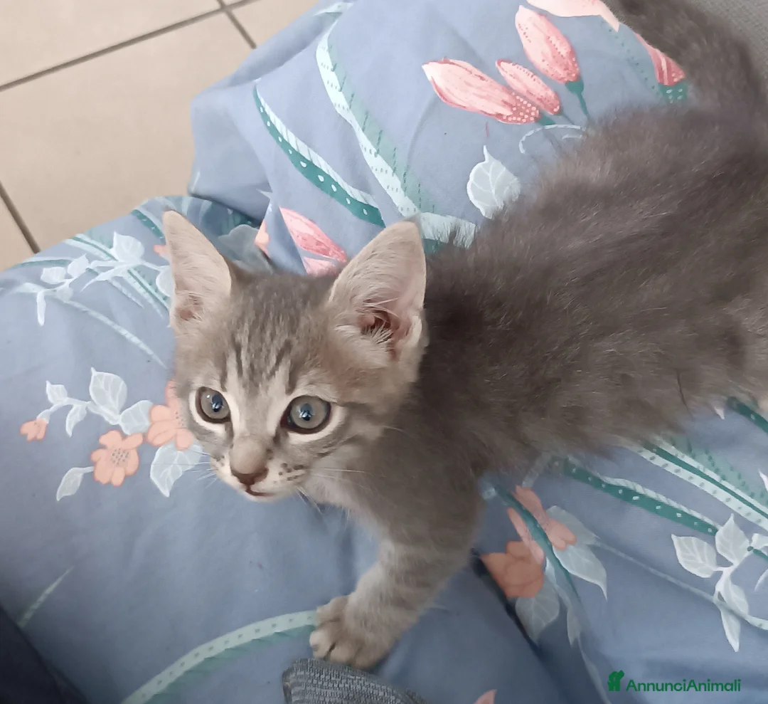 Altre razze gatti in vendita: Gattino (Padre Certosino) - Annuncio 2