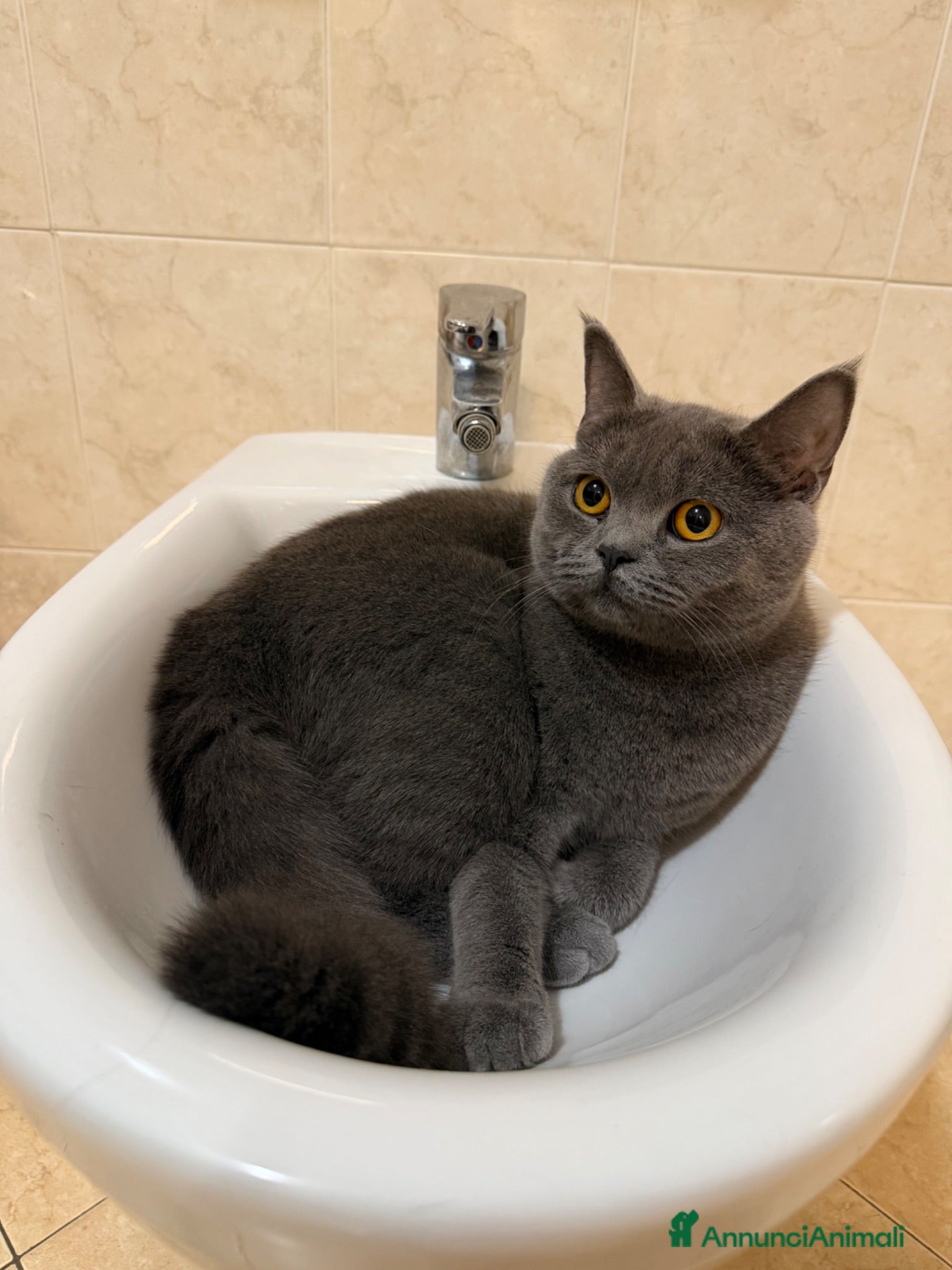 British gatti BRITISH SHORTHAIR  - Annuncio 1
