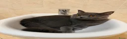 British gatti in vendita: BRITISH SHORTHAIR  - Annuncio 1