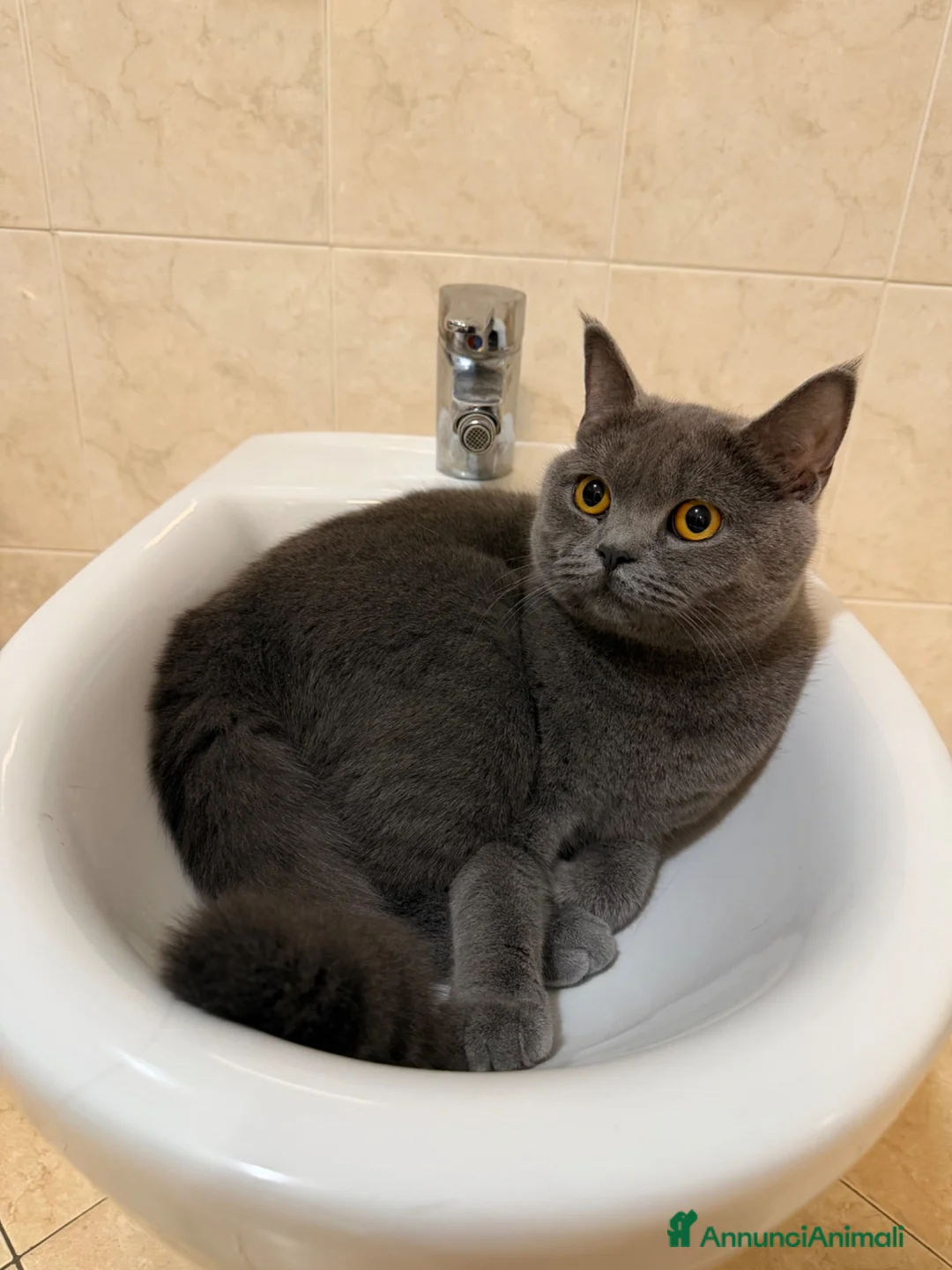 British gatti in vendita: BRITISH SHORTHAIR  - Annuncio 1