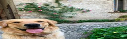 Golden Retriever cani per accoppiamento: Golden Retriever 2 anni disponibile per monta a Città Metropolitana di Bologna - Annuncio 4