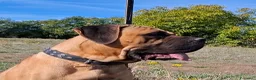 Cane Corso cani in vendita: Cane corso - Annuncio 9