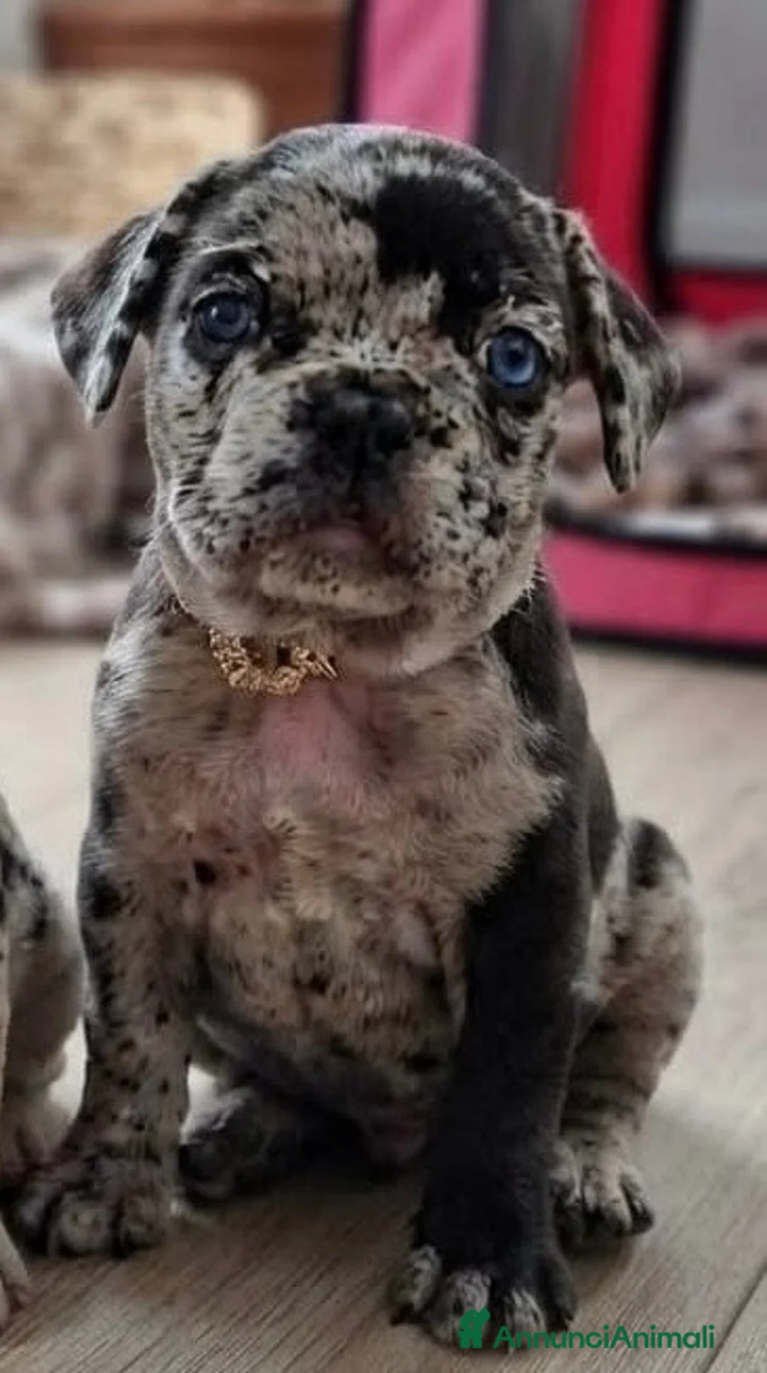 Bulldog Francese cani in vendita: Cucciola di bulldog francese  - Annuncio 2