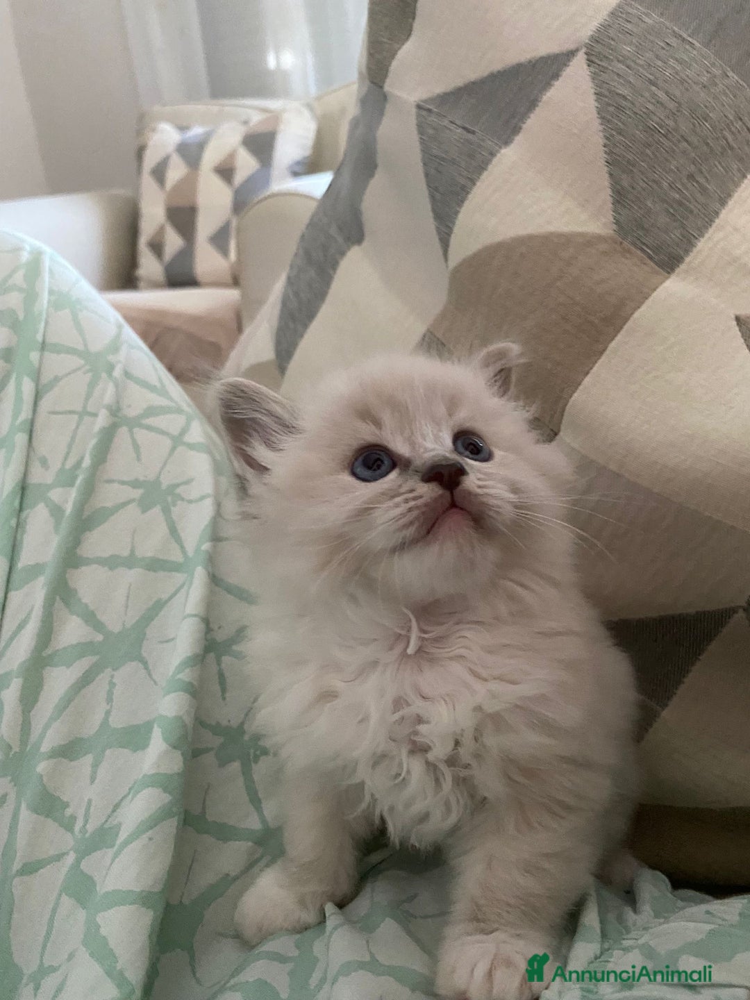 Ragdoll gatti in vendita: Cuccioli ragdoll disponibili  a Provincia di Como - Immagine 2