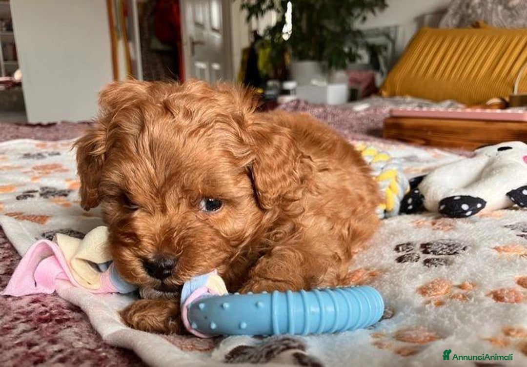 Meticcio cani in vendita: Cuccioli di Maltipoo - Immagine 13