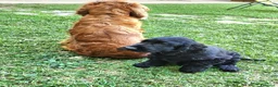Cocker cani in vendita: Cucciolo di Cocker - Annuncio 8