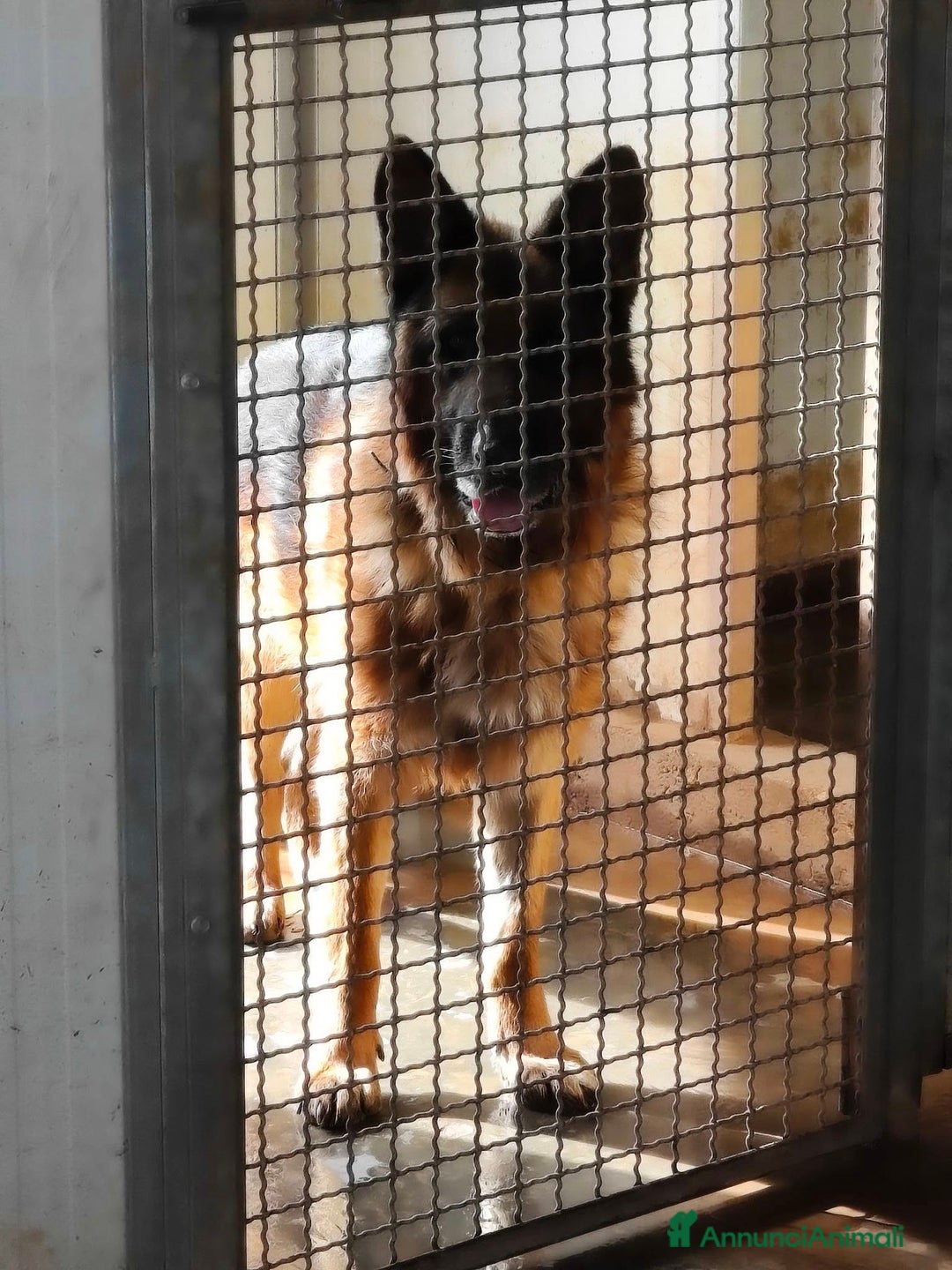 Pastore Tedesco cani in regalo: MIKE pastore tedesco educato e affettuoso a Provincia di Alessandria - Immagine 1