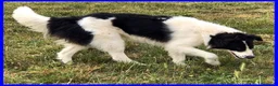 Meticcio cani in regalo: PETRUX meraviglioso patatone tg mediogrande - Annuncio 6