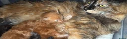Maine Coon gatti in vendita: Maine coon splendidi - Annuncio 3