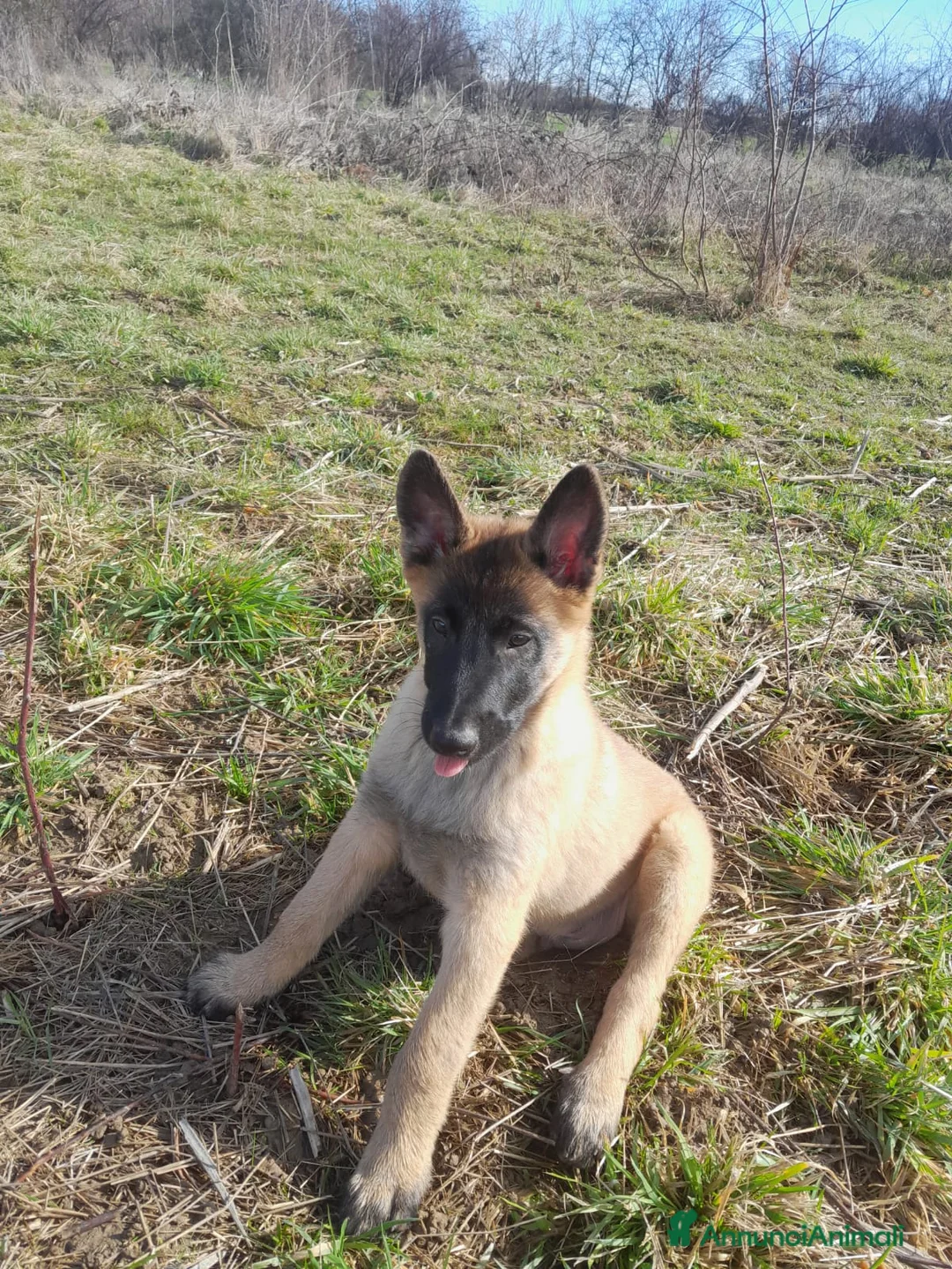 Pastore Belga cani in vendita: Pastore belga malinois  - Annuncio 3