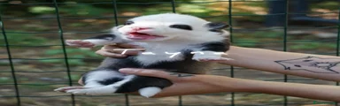 Yakutian Laika Cucciolo 7