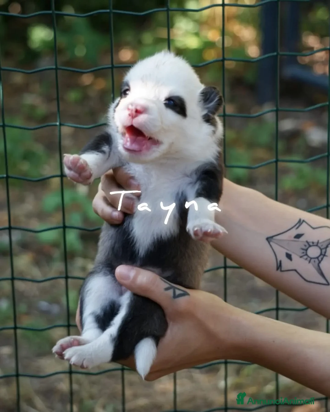 Yakutian Laika cani in vendita: Cuccioli di Yakutian Laika - Annuncio 2